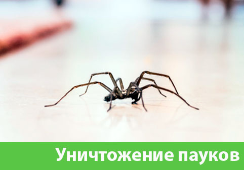 Избавиться от пауков в городе Великий Новгород