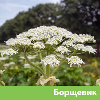 Борщевик в Великом Новгороде