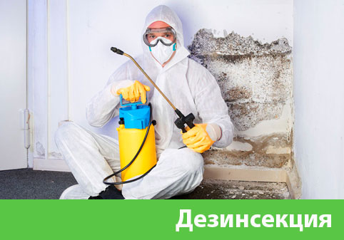 Дезинсекция в городе Великий Новгород