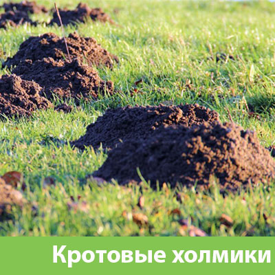 Кроты на участке в Великом Новгороде