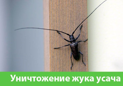 Обработка от жука усача в городе Великий Новгород