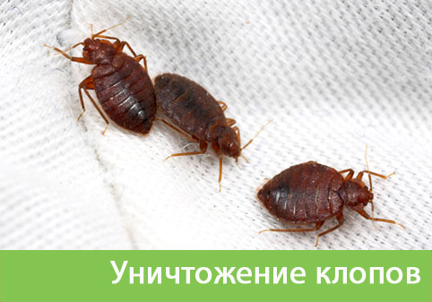 Уничтожение клопов в городе Великий Новгород