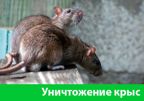 Уничтожение крыс в городе Великий Новгород