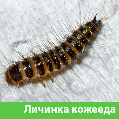Личинка Кожееда в Великом Новгороде