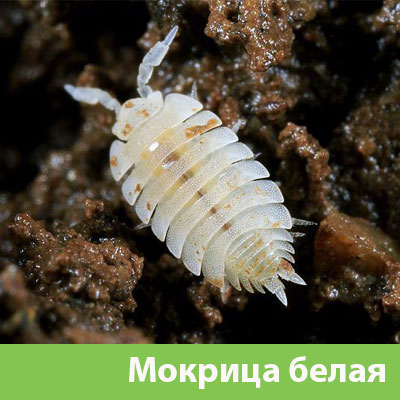 Мокрица в Великом Новгороде фото