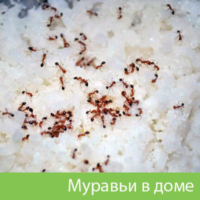 Муравьи в доме в Великом Новгороде