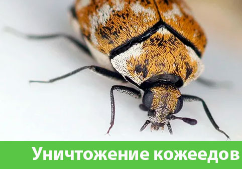 Обработка от кожееда в городе Великий Новгород 