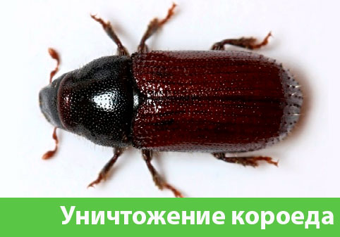 Обработка от древоточца в городе Великий Новгород