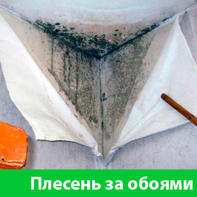 Удаление плесени в Великом Новгороде