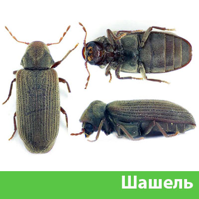Обработка от шашеля в городе Великий Новгород