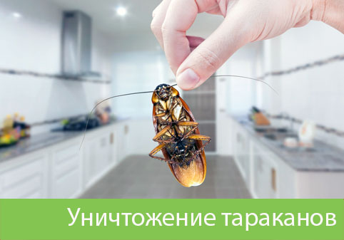 Уничтожение тараканов в городе Великий Новгород