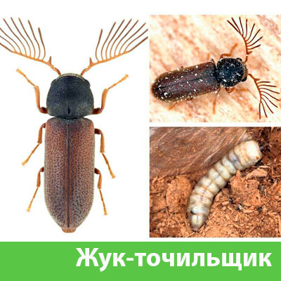 Уничтожение точильщика и личинок в Великом Новгороде