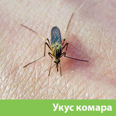Укусы комаров в Великом Новгороде