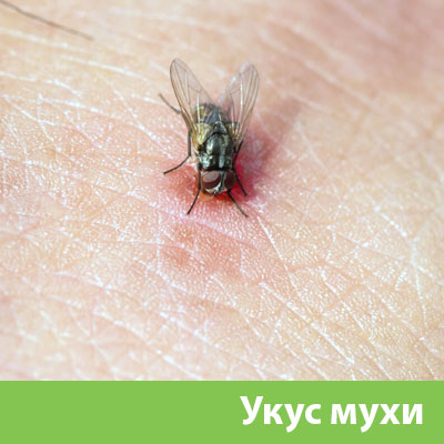Уничтожение мух в Великом Новгороде
