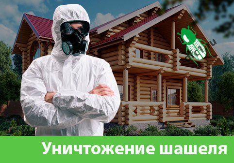 Уничтожение шашеля и личинок в Великом Новгороде