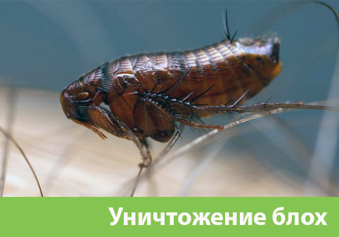 Уничтожение блох в городе Великий Новгород