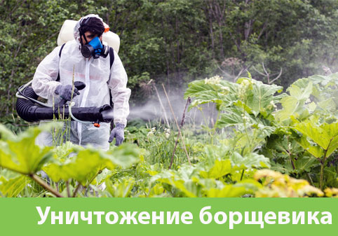 Уничтожение Борщевика в городе Великий Новгород