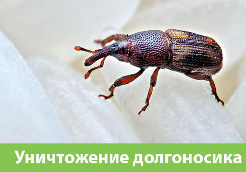 Уничтожение долгоносиков в городе Великий Новгород