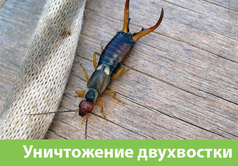 Уничтожение двухвостки в городе Великий Новгород