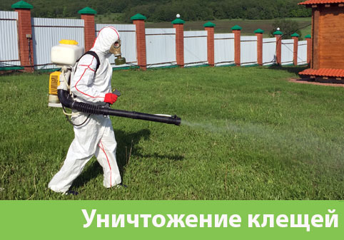 Уничтожение клещей в городе Великий Новгород