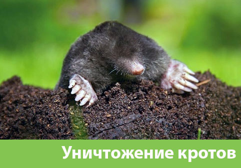 Уничтожение кротов в городе Великий Новгород