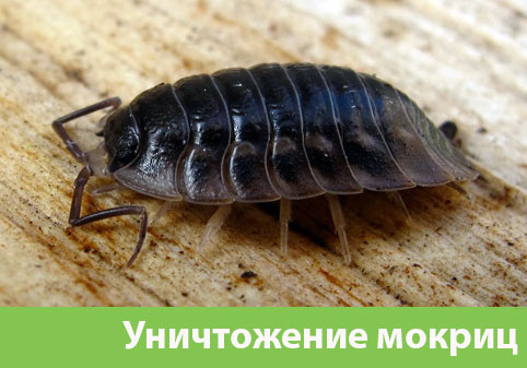 Мокрицы в квартире в городе Великий Новгород