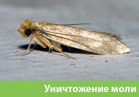 Уничтожение моли в городе Великий Новгород 