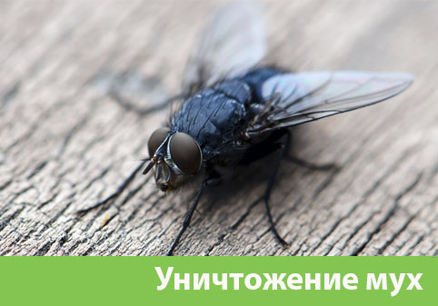 Уничтожение мух в городе Великий Новгород