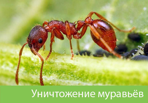 Уничтожение муравьёв в городе Великий Новгород