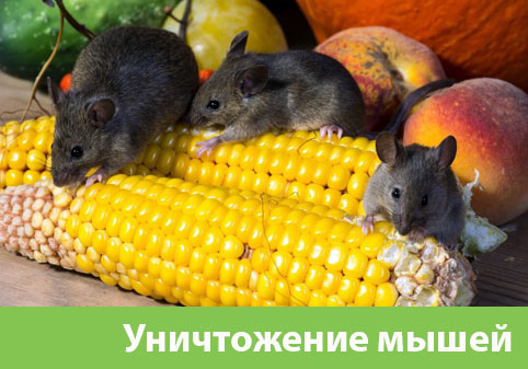 Уничтожение мышей в Великом Новгороде