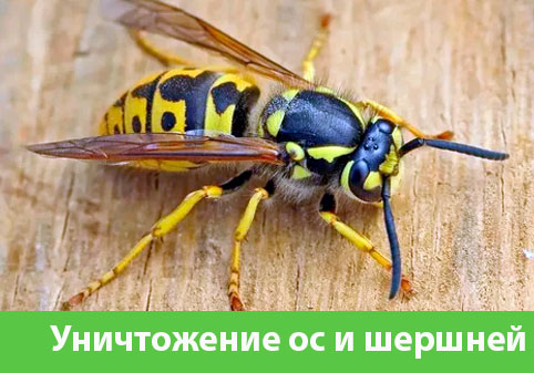 Уничтожение ос и шершней в городе Великий Новгород