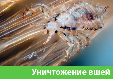 Уничтожение вшей в городе Великий Новгород
